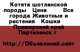 Котята шотланской породы › Цена ­ 40 - Все города Животные и растения » Кошки   . Приморский край,Партизанск г.